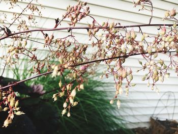 Low angle view of white flowers blooming on tree