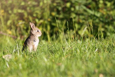 Close-up of  rabbit on field
