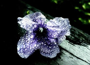 Close-up of flower against blurred background