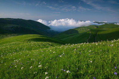 Scenic view of field against sky