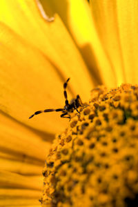 Close-up of insect on yellow flower