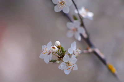 Close-up of white cherry blossom