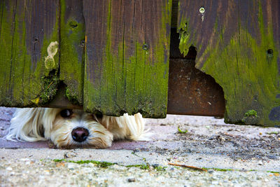 Close-up portrait of dog