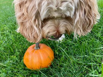 Close-up of a dog on grass
