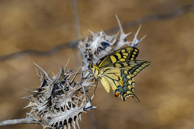 A biautiful closeup photo of a yellow butterfly restin on a thorny plant