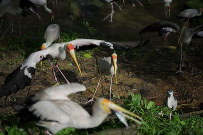 View of birds on field