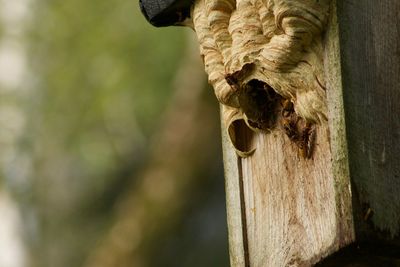 Close-up of lizard on tree trunk