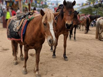 Horses standing in street