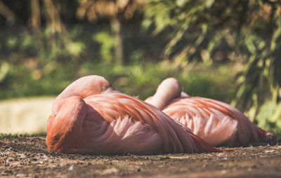 Flamingoes relaxing on field