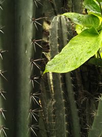 Close-up of cactus