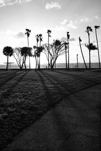 Palm trees against sky