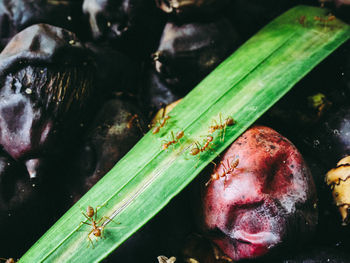 High angle view of insect on leaf