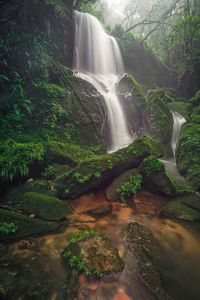 Scenic view of waterfall in forest