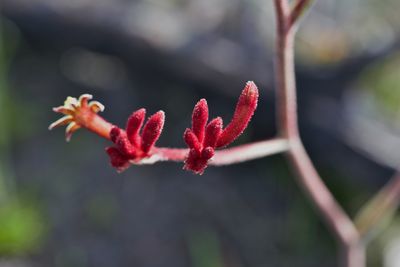 Close-up of red flower against blurred background