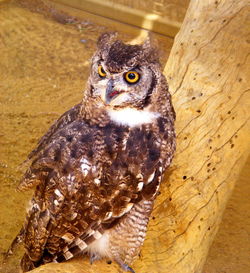 Portrait of owl perching on floor