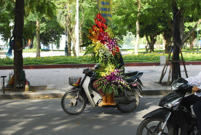 Flower trees in park