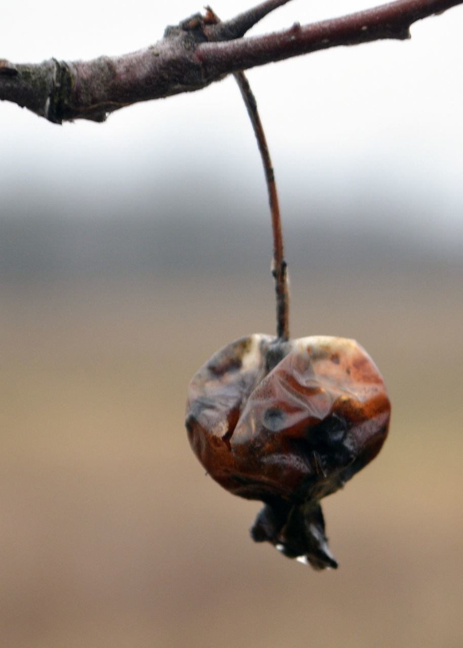 CLOSE-UP OF INSECT ON A PLANT