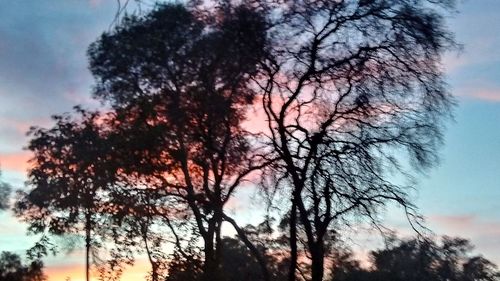 Low angle view of silhouette bare trees against sky