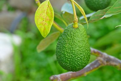 Close-up of insect on plant