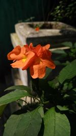 Close-up of flower blooming outdoors