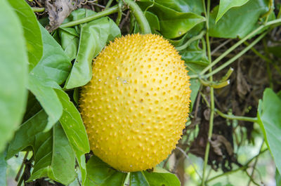 Close-up of fruit growing on plant