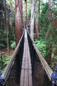 Footbridge amidst trees in forest