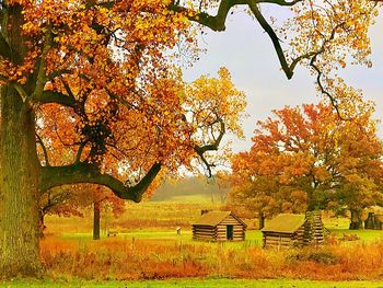 Trees in a field