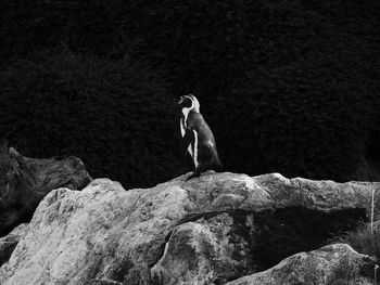 Side view of man standing on rock