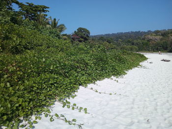 Plants growing on land against clear sky