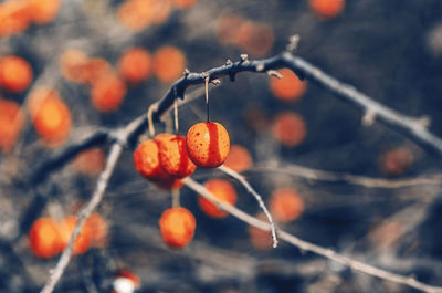 Very beautiful autumn screensaver with bright accents. dry branches without leaves with orange plums