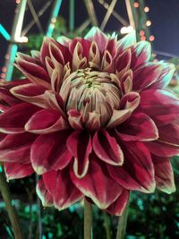 Close-up of flower blooming outdoors