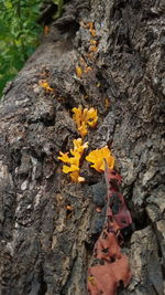 Close-up of lichen on tree trunk