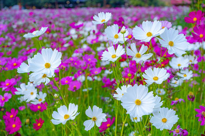 Close-up of pink flowering plants on field