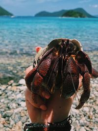 Close-up of hand holding crab at beach