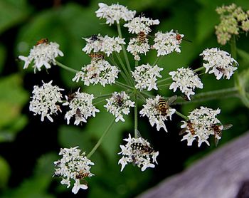 Close-up of white flowering plants