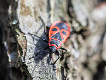 Close-up of insect on tree trunk