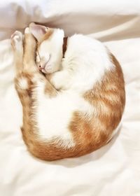 Cat sleeping on bed