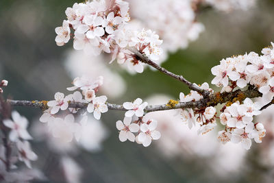 Close-up of cherry blossoms in spring