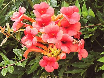 Close-up of pink flowers