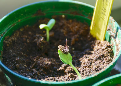 New green cucumber seedlings in a plastic pot, gardener's concept, growing seedlings on a windowsill