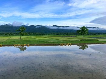 Scenic view of rice paddy by lake against sky