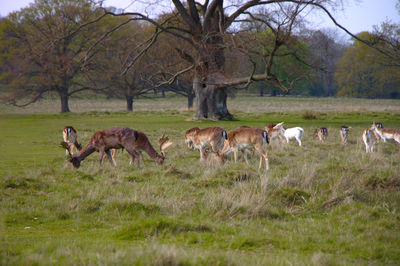 Wild deer in england