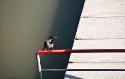 High angle view of bird on wall