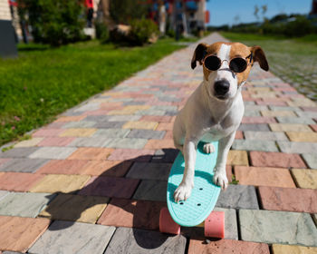 Dog on footpath