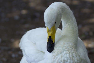 Close-up of swan