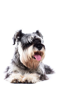 Dog over white background