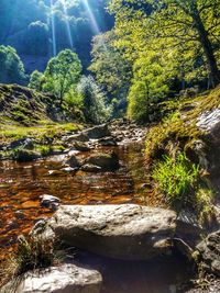 Stream flowing through rocks in forest