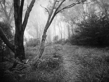 Trees in forest