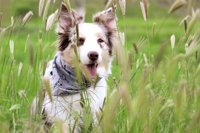 Portrait of dog on field