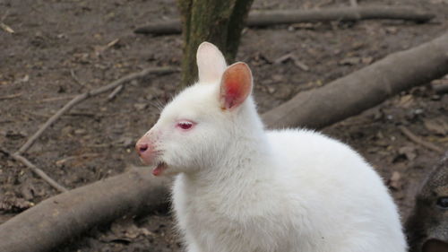 Close-up of white rabbit